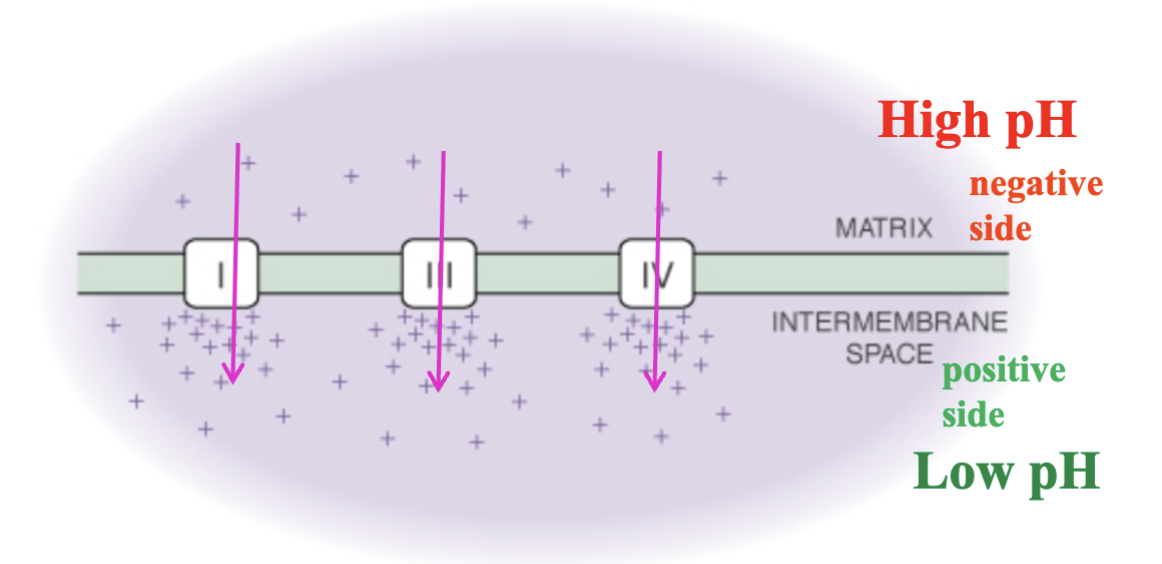 <p>Protons are pumped from within the matrix to outside, maintaining a high concentration in the intermembrane space and a low concentration in the matrix. Thus, on the matrix side, there is high pH and negative charge. On the intermembrane side, there is low pH and positive charge.</p><p>The motive force is into the matrix, and energy is released in doing so.</p>