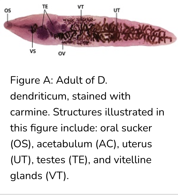<p>Dicrocelium dendriticum (or D. lanceatum), Adult, wm. (Phylum Platyhelminthes, Subphylum Neodermata, Class Trematoda, Subclass Digenea, Family Dicrocoelidae). The natural definitive host of this species is sheep, goats, cattle pigs, deer, marmots, and rabbits. Their life cycle is fully terrestrial. Notice the lobed testes whereas C. sinesis has dendritic testes. Also, here the ovary is posterior to testes whereas in C. sinesis its anterior.</p>