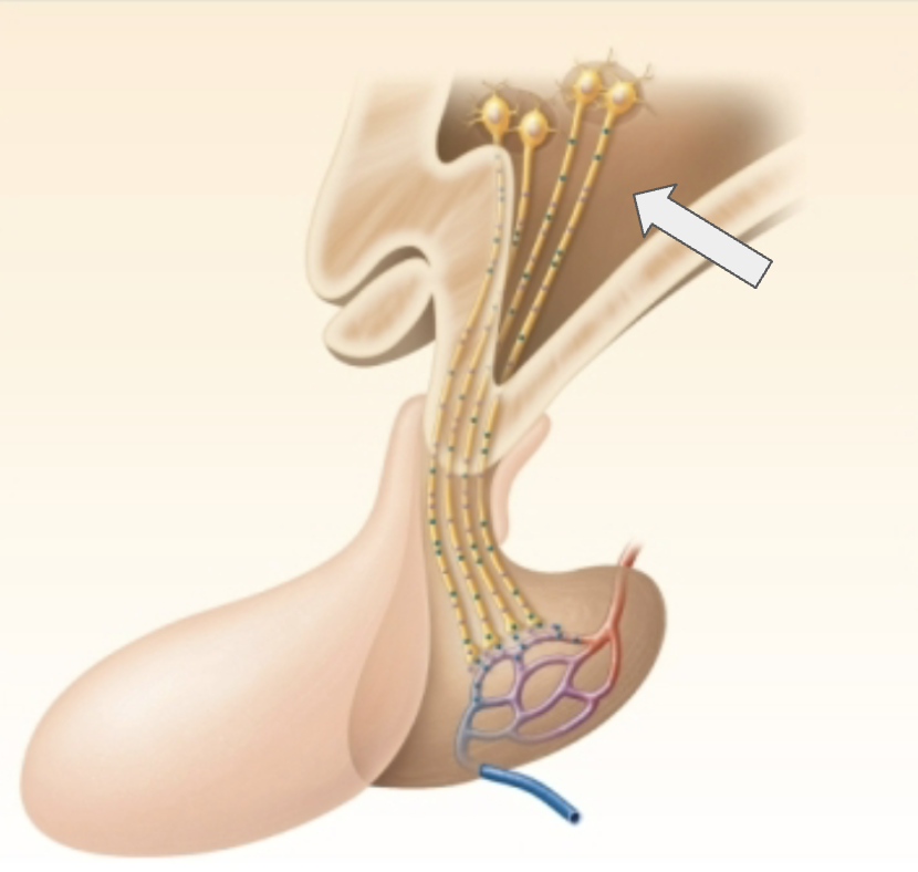 <p>Name the function of the hormones produced by the highlighted structure</p>