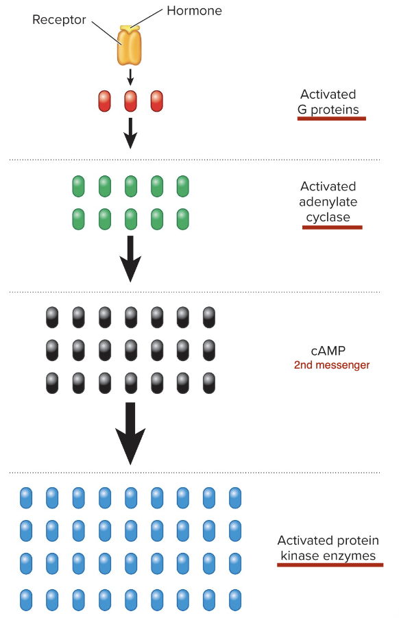 <p>Signal Amplification</p>