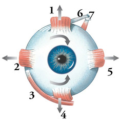 <p>Right Eye muscle 3</p>