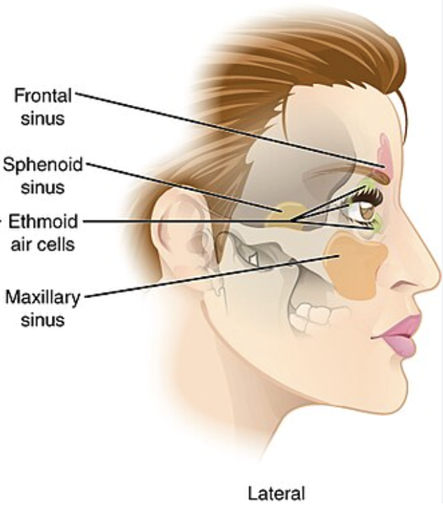 <p>Frontal sinus </p>