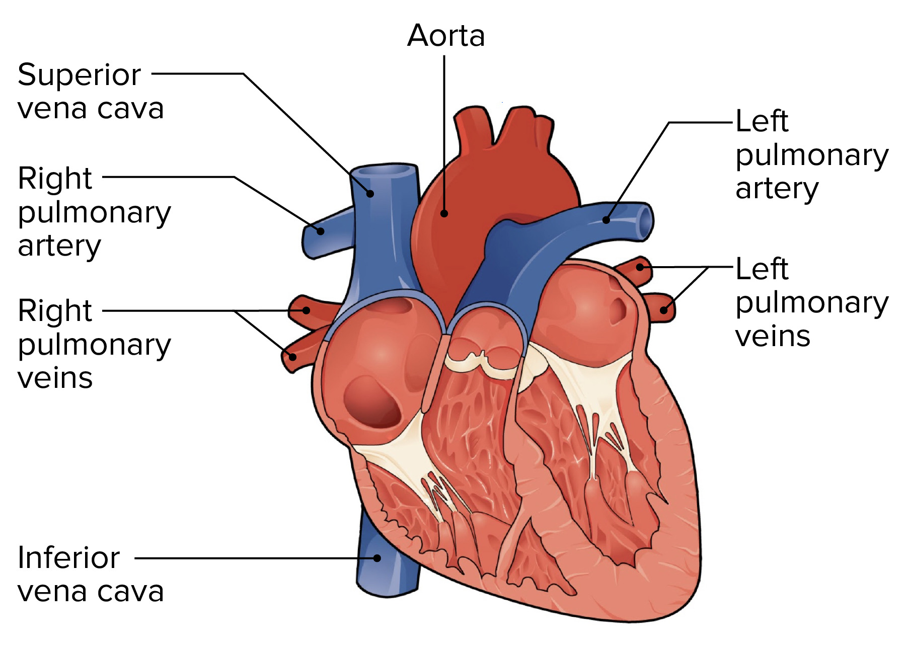 <p>The major arteries and veins entering and leaving the heart </p><p>They are called that because they have relatively large diameters</p>