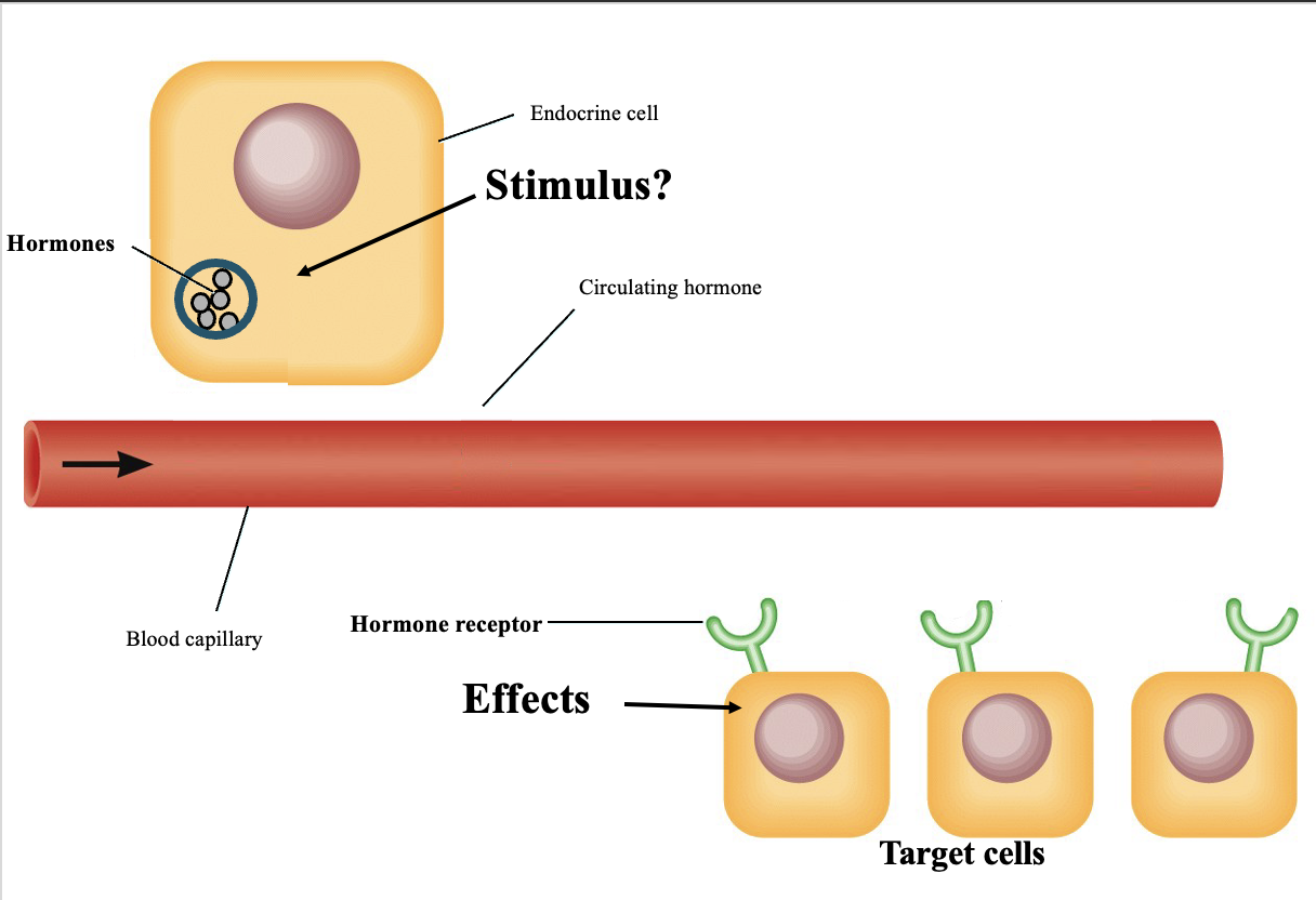 <p>Hormones bind to <strong>specific receptors on target cells</strong>.</p><p>Hormone receptors are <strong>proteins</strong> and fall into <strong>two main classes</strong>:</p><p><strong>1. Intracellular receptors</strong></p><ul><li><p>Located in the <strong>cytoplasm or nucleus</strong></p></li><li><p>Bind <strong>lipid-soluble hormones (steroids)</strong></p></li></ul><p><strong>2. Cell membrane receptors</strong></p><ul><li><p>Located on the <strong>cell surface</strong></p></li><li><p>Bind <strong>water-soluble hormones (peptide and amino acid–derived)</strong></p></li></ul><p><strong>Key idea:</strong><br>Only <strong>target cells with the specific receptor</strong> will respond to a hormone.</p>