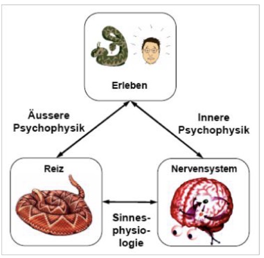 <p>Definition: “Ich unterscheide eine äußere und eine innere Psychophysik, je nachdem, ob es sich um die Beziehungen der Seele zu der körperlichen Außenwelt oder der körperlichen Innenwelt handelt” </p><p></p><ul><li><p>Äußere Psychophysik</p><ul><li><p>beschriebt das Verhältnis von physikalisch messbaren (Ton/helles Licht) Reizen zu den durch sie ausgelösten subjektiven Empfindung</p></li><li><p>Weber-Gesetz, Weber-Fechnerschen Gesetz, Stevenssches-Gesetz </p></li></ul></li></ul><ul><li><p>Innere Psychophysik </p><ul><li><p>Beschreibt das Verhältnis der durch physikalischen Reize ausgelösten physiologischen und neuronalen Erregungsprozesse zu den damit einhergehenden subjektiven Empfindungen</p></li><li><p>Beschrebung wurde erst durch das Aufkommen der neurowissenschaftlicher Methoden möglich </p></li></ul></li></ul><p></p>