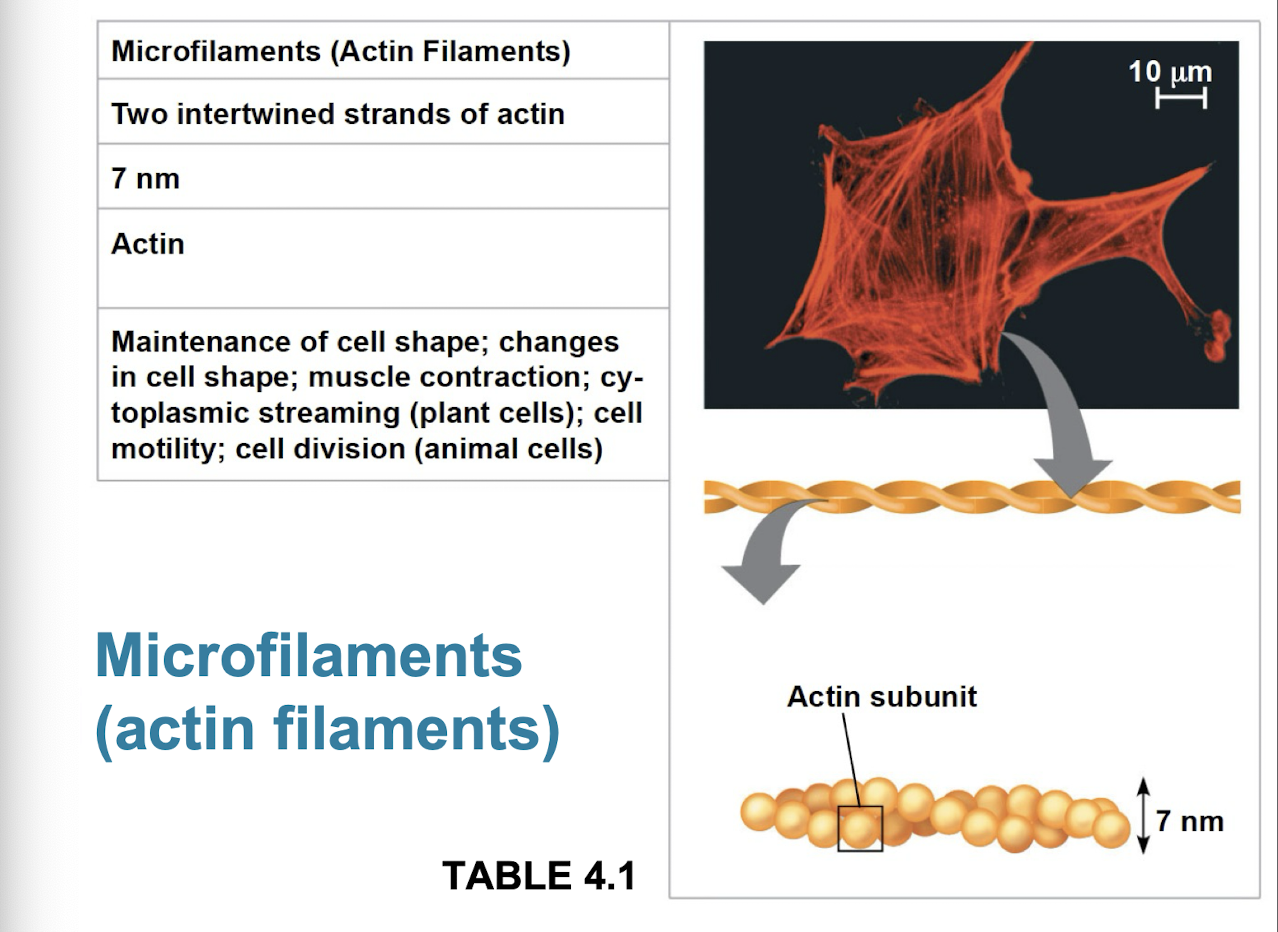 <ul><li><p>thin solid robs built from dynamic polymers (protein molecules of globular actin subunits)</p></li><li><p>bears tension + resits pulling forces within cell</p></li><li><p>function in cellular motility + interact with motor protein myosin</p><ul><li><p>actin + myosin interact to cause muscle contraction, amoeboid movement of white blood cells, and cytoplasmic streaming in plant cells</p></li></ul></li><li><p>bundles of microfilaments make up core of microvilli of intestinal cells that increase cells surface area</p></li></ul><p></p>