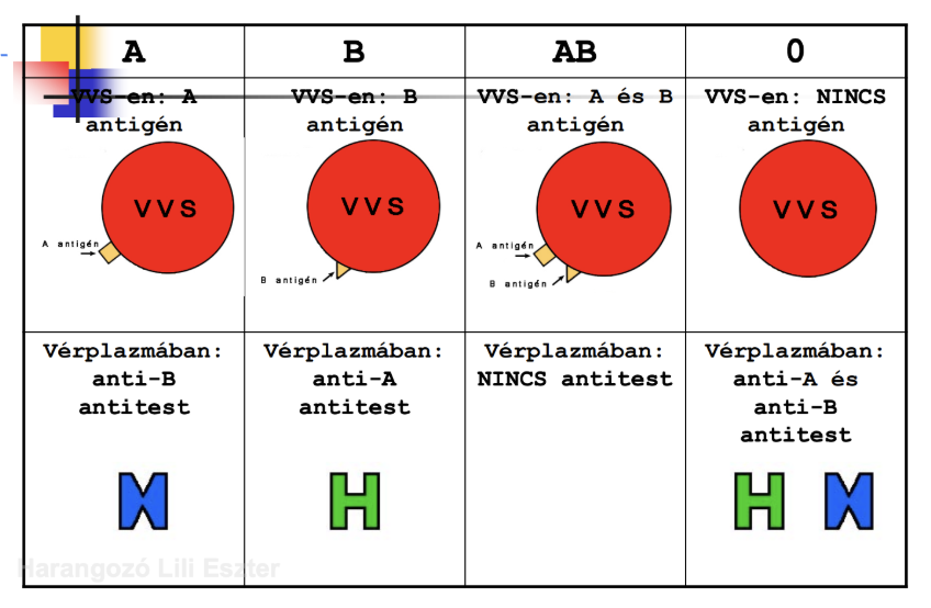 <ul><li><p><span style="background-color: transparent;">A vércsoportokat az eritrociták (vörösvérsejtek, vvs)) felszínén lévő antigének alapján osztjuk</span></p></li><li><p><span style="background-color: transparent;">A vagy B típusú cukormolekulák</span></p></li></ul><p></p>