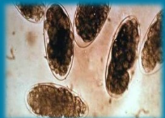 <p>Identify</p>