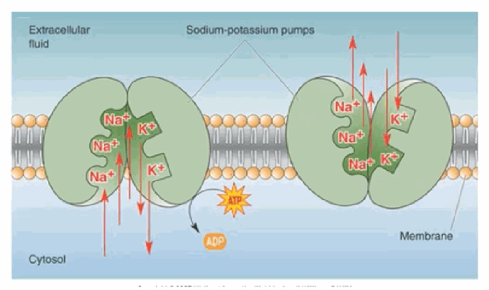 <p>It actively transports Na+ out of the cell and K+ into the cell, both against their concentration gradients. It is powered by ATP hydrolysis.</p>