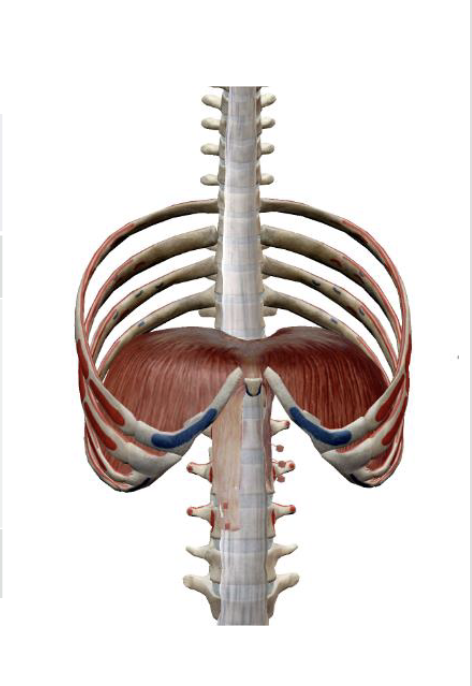 <p>Diaphragm Origin </p>