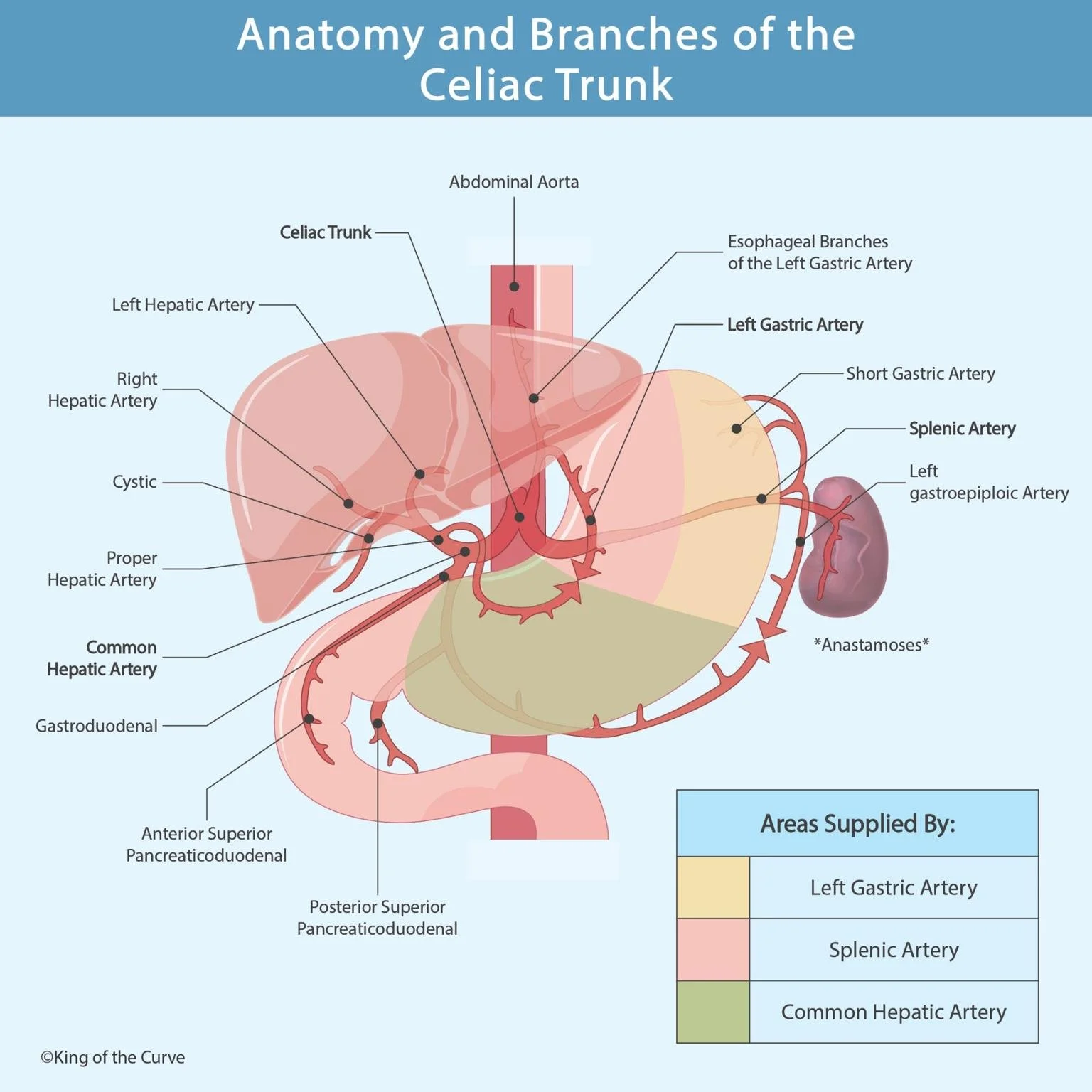 <p>Abdominal esophagus and the lesser curvature of the stomach</p>