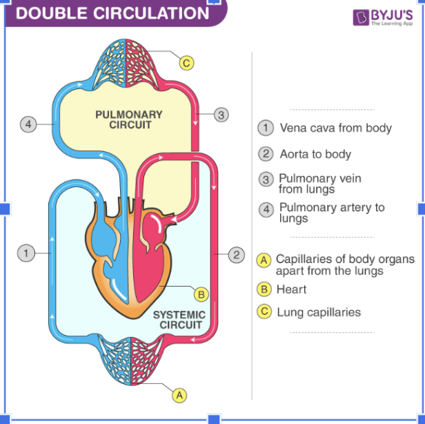 <ul><li><p><span style="background-color: transparent;"><strong>Double circulation (pulmonary and systemic circulation)</strong></span></p></li><li><p><span style="background-color: transparent;">High-pressure body blood/systemic loop (to reach all organs)</span></p></li></ul><p><span style="background-color: transparent;">Require separate<strong> low-pressure pulmonary blood loop</strong> to the lungs → allows oxygen to move from alveoli into capillaries &amp; prevents capillaries from bursting</span></p>