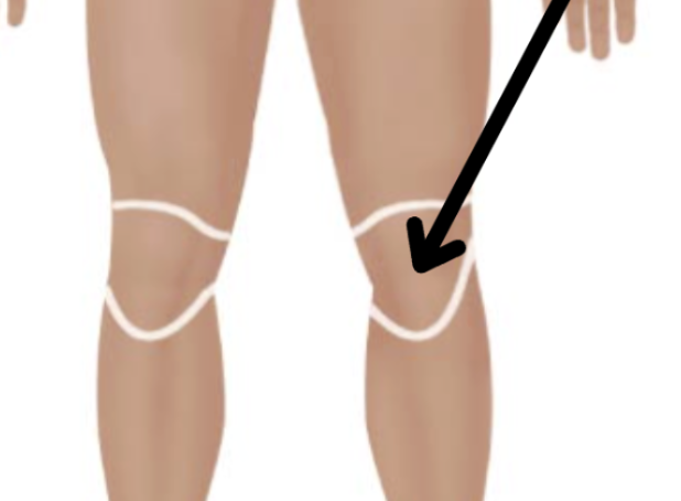 <p>Medical term, region, anteiror/posterior?</p>