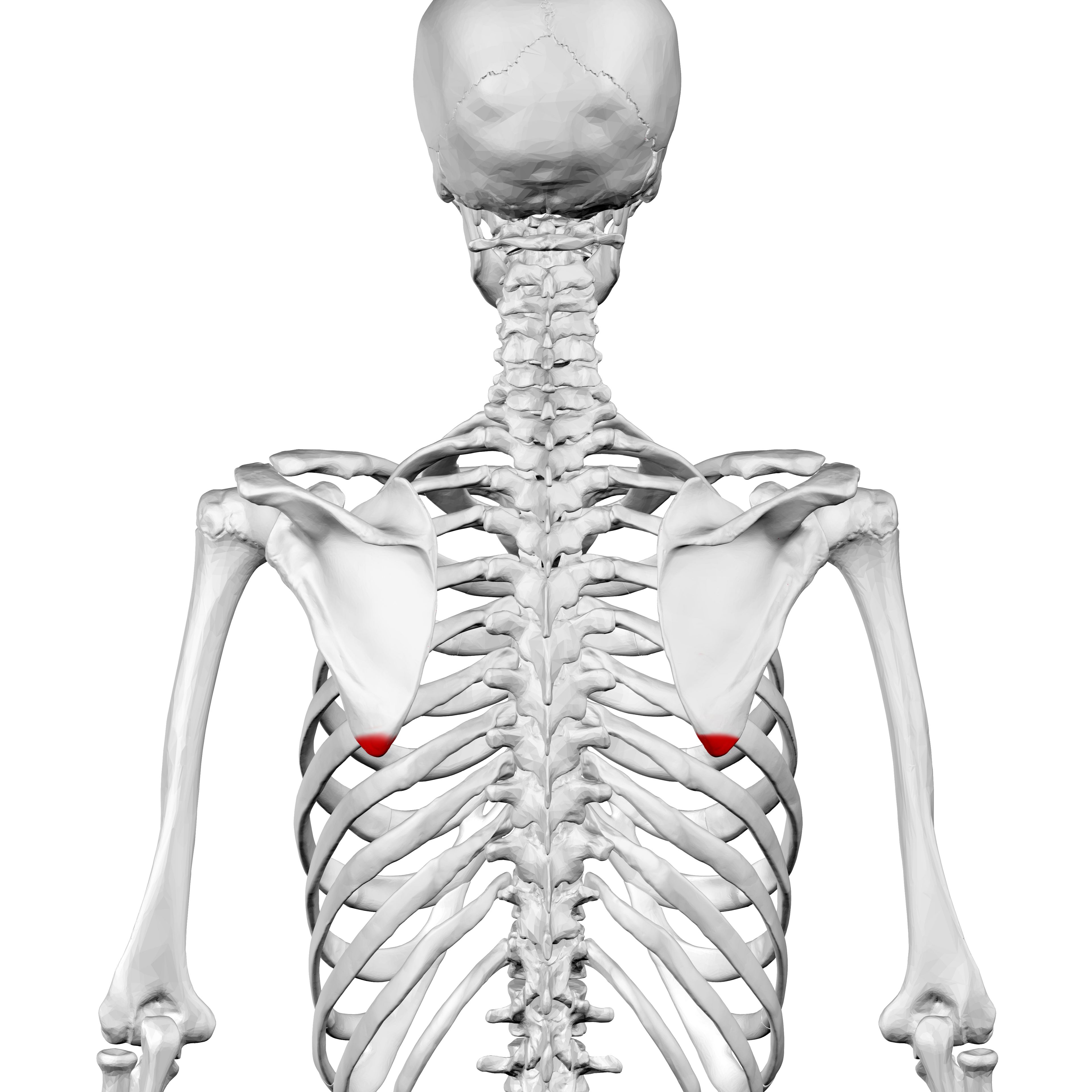 <p>Name the specific part of the bone in red</p>