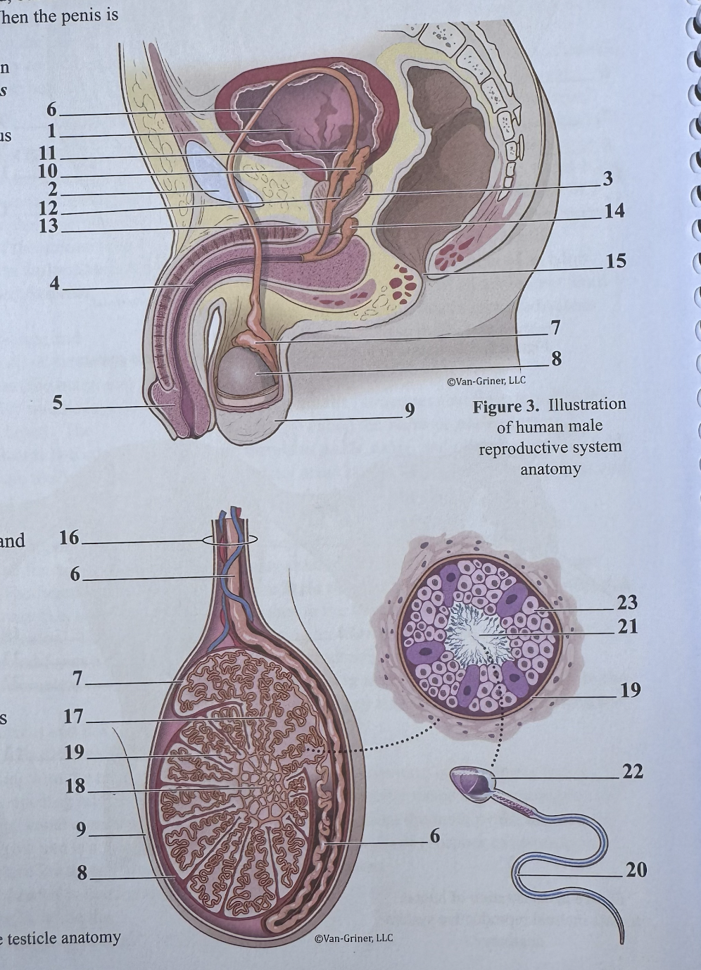 <p>what number is the epididymis</p>