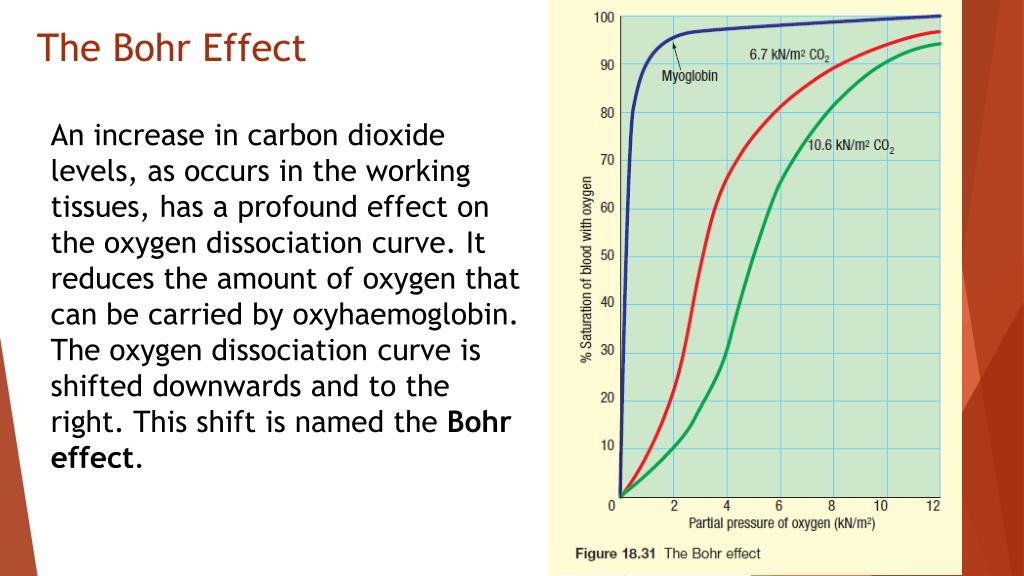 <p>changes in body temperature, blood pH, and PCO2 alter the O2 dissociation curve—> within the tissues (as hemoglobin becomes bound with CO2) it loses its affinity for O2 resulting in more O2 being released and available to cells for metabolism </p>