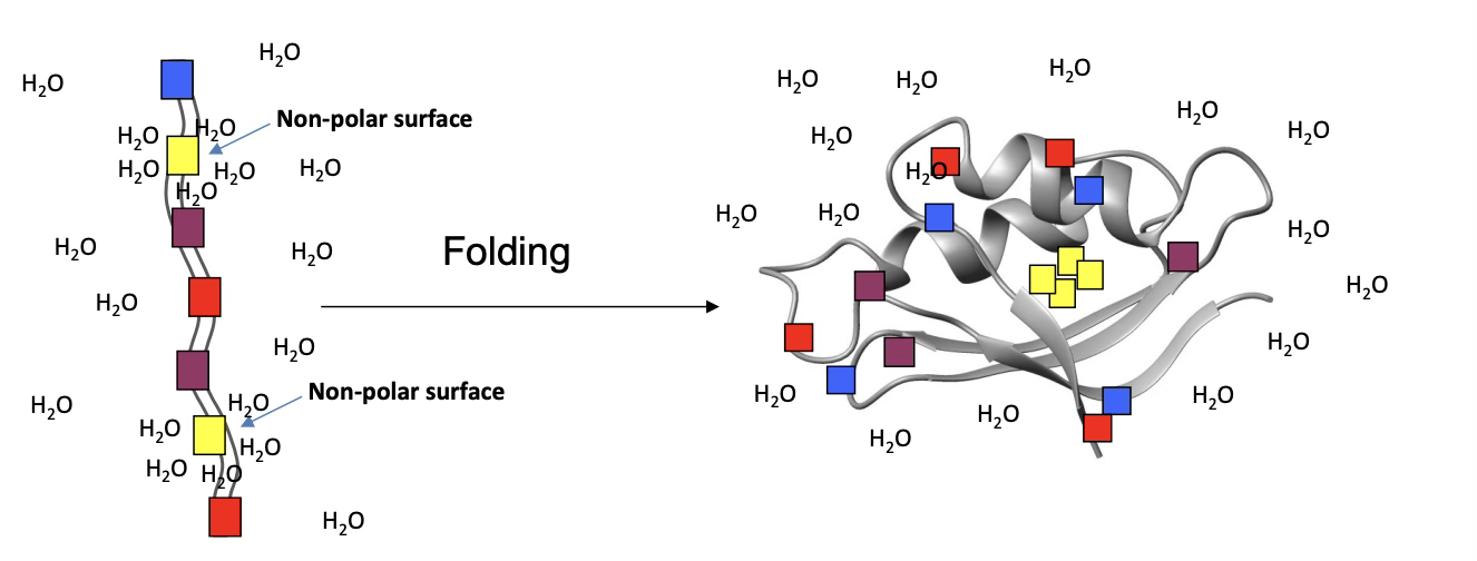 <p>What drives protein unfolding?</p>