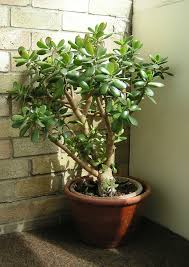 <p>Crassula ovata</p>