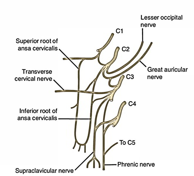 <p>ansa cervicalis: C1-C3 fibres, supplies infrahyoid muscles (except thyrohyoid and also supplies geniohyoid)</p><p>phrenic nerve: C3-C5 fibres, supplies the diaphragm </p>
