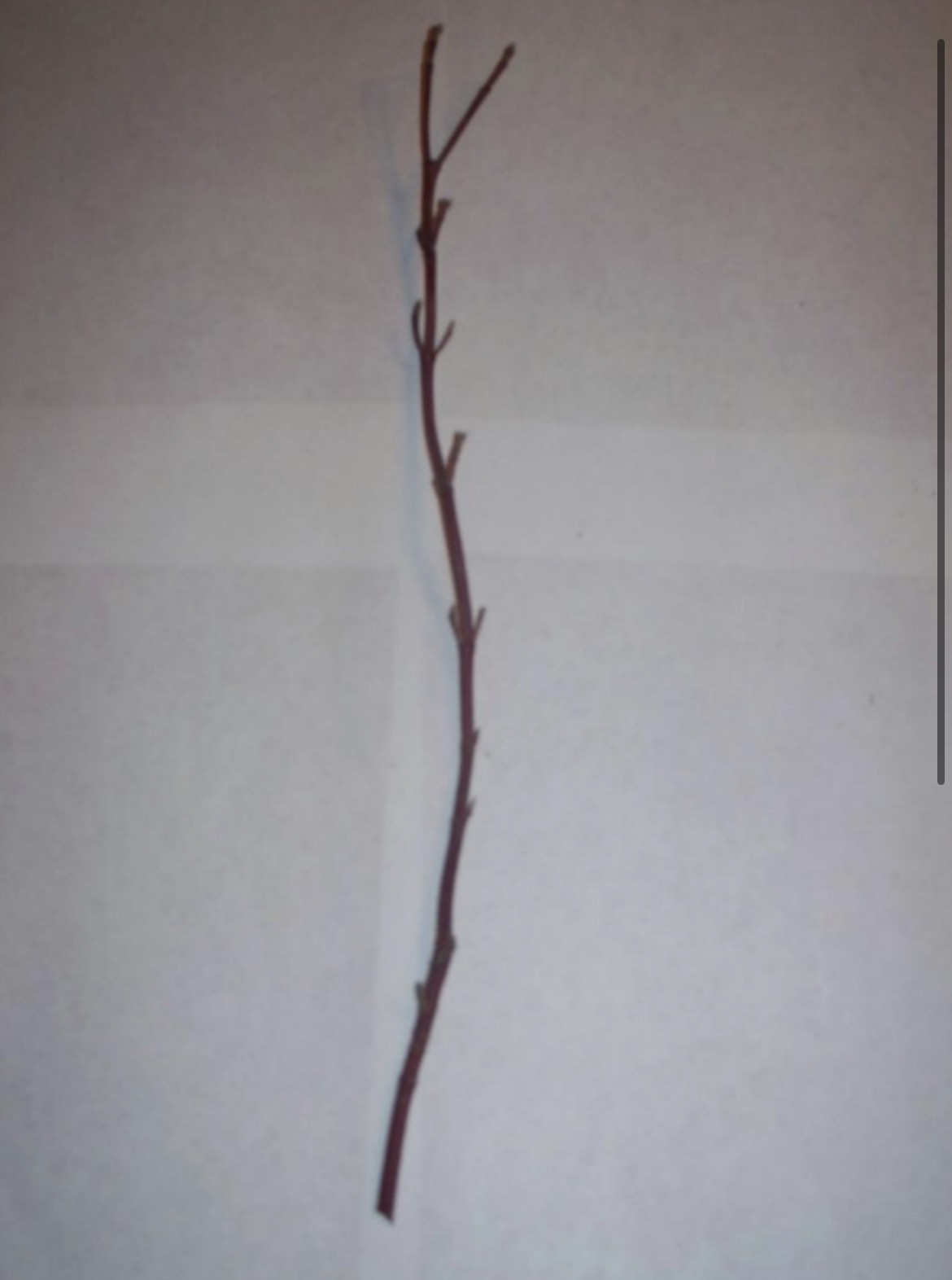 <p>What is this branch?</p>