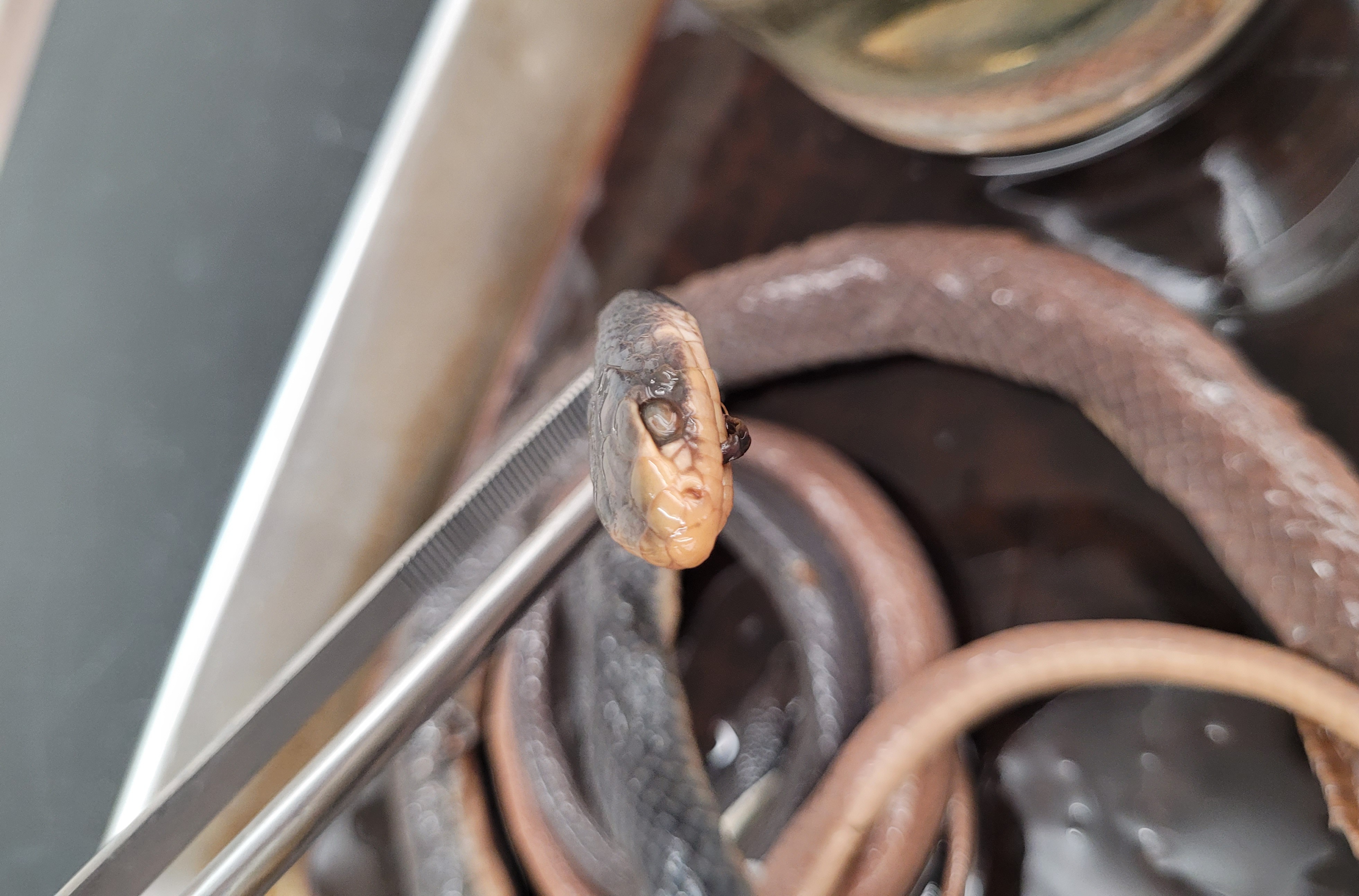 <p>What species is this</p>