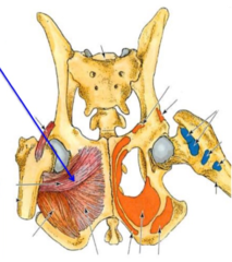 <p>origin of external obturator</p>