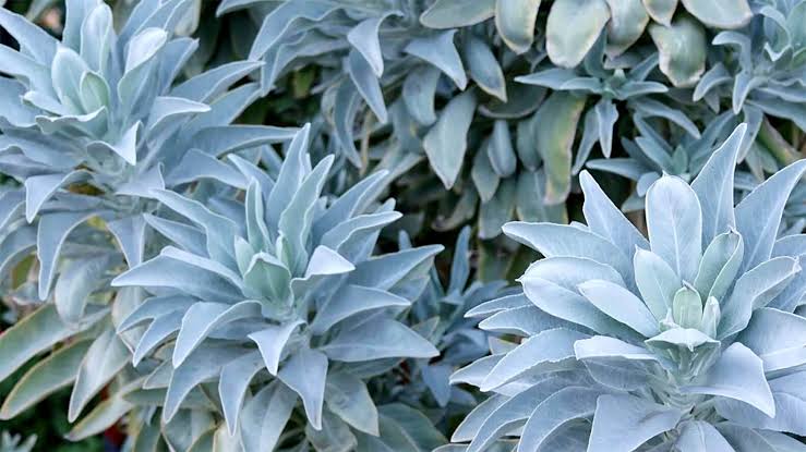 <p>White Sage / Salvia apiana </p>
