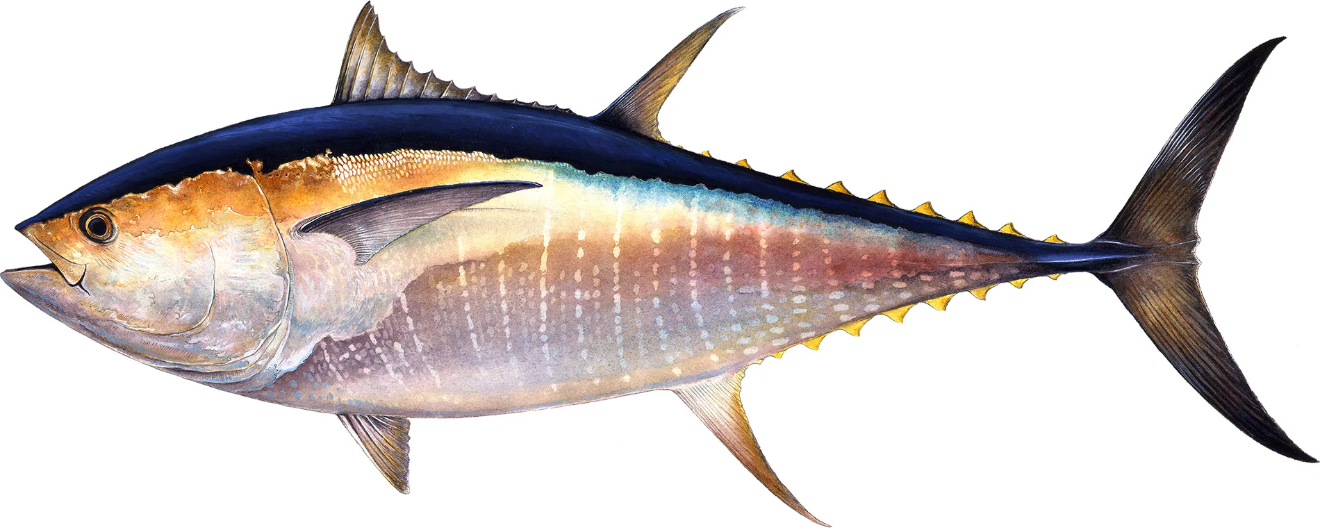 <p>Gray spots and bands, may resembled tree bark,</p><p><strong>pectoral fin are short and do not reach 2nd dorsal og </strong></p><p></p><ul><li><p><strong>General:</strong> Large, powerful with a thick, torpedo-shaped body built for sustained fast swimming in open ocean.</p></li><li><p><strong>Size:</strong> Avg. adult <strong>150–250 cm (59–98 in; 5.0–8.2 ft)</strong>, <strong>100–250 kg (220–550 lb)</strong>;</p><ul><li><p>large adults commonly reach<strong> </strong>(98–118 in; 8.2–9.8 ft) and (550–880 lb).</p></li></ul></li><li><p><strong>Key IDs:</strong></p><ul><li><p><strong>Very robust, thick body </strong>(deepest-bodied Atlantic tuna).</p></li><li><p><strong>Pectoral fins short (do not extend past dorsal fin base).</strong></p></li><li><p>No body stripes or spots. Slight silvery vertical stripes.</p></li><li><p>Metallic dark blue-black dorsally, silvery ventrally.</p></li><li><p>Strongly forked caudal tail with finlets.</p></li></ul></li><li><p><strong>Memory cue:</strong> <strong>Thick body + short fins</strong></p></li></ul><p></p>