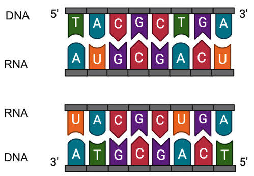 <p>Proccess of Dulication of dna </p>