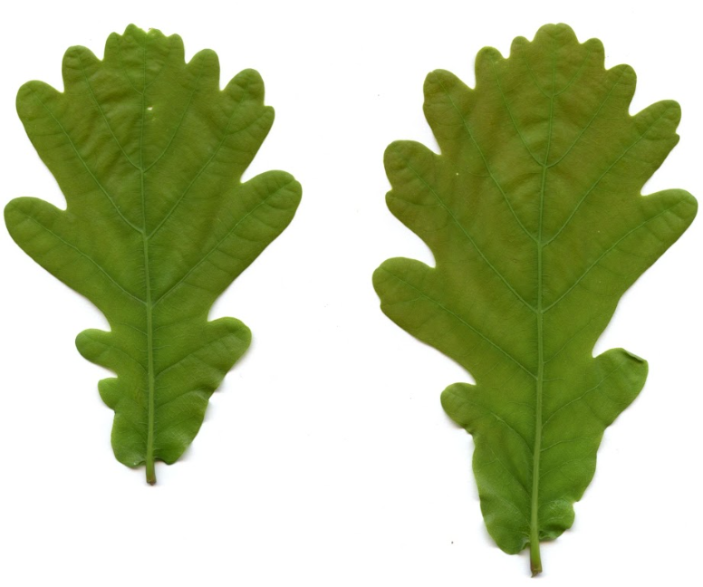<p>Quercus robur - dob</p><p>Fagaceae - bukovke</p>