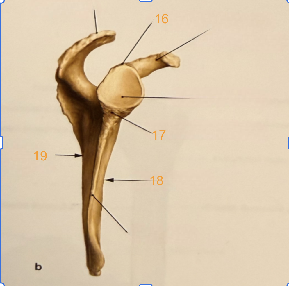 <p>16</p>