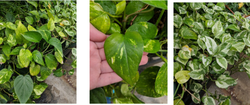 <p>Pothos Ivy</p>