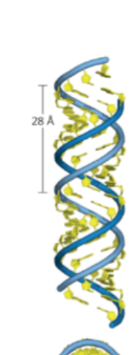 <p>Which alternative form of DNA is being described:</p><ul><li><p>the conformation of dehydrated DNA </p></li><li><p>a good structural model of double stranded and <strong>RNA-DNA hybrid </strong></p></li></ul><p></p>