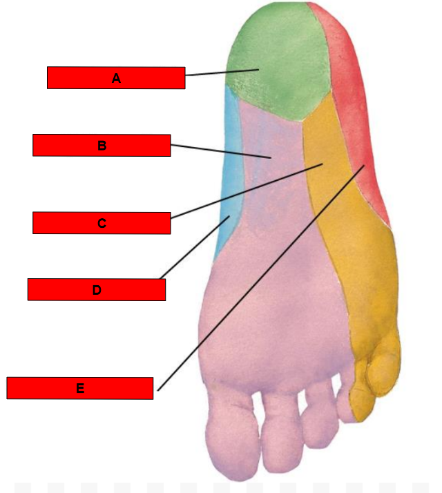 <p>What is indicated by E?</p>