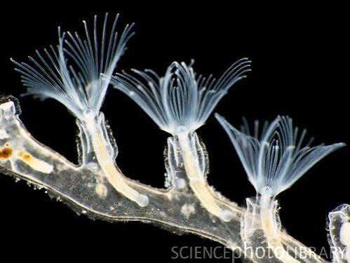 <p>ectoprocta</p>