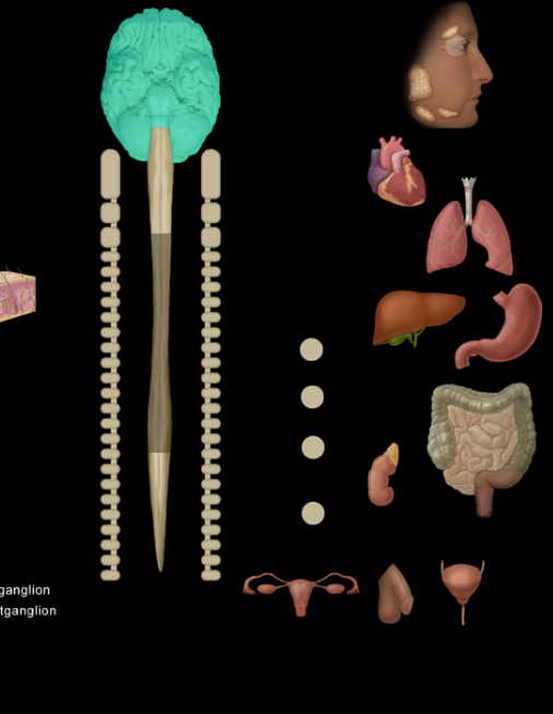 <p>Brain</p>