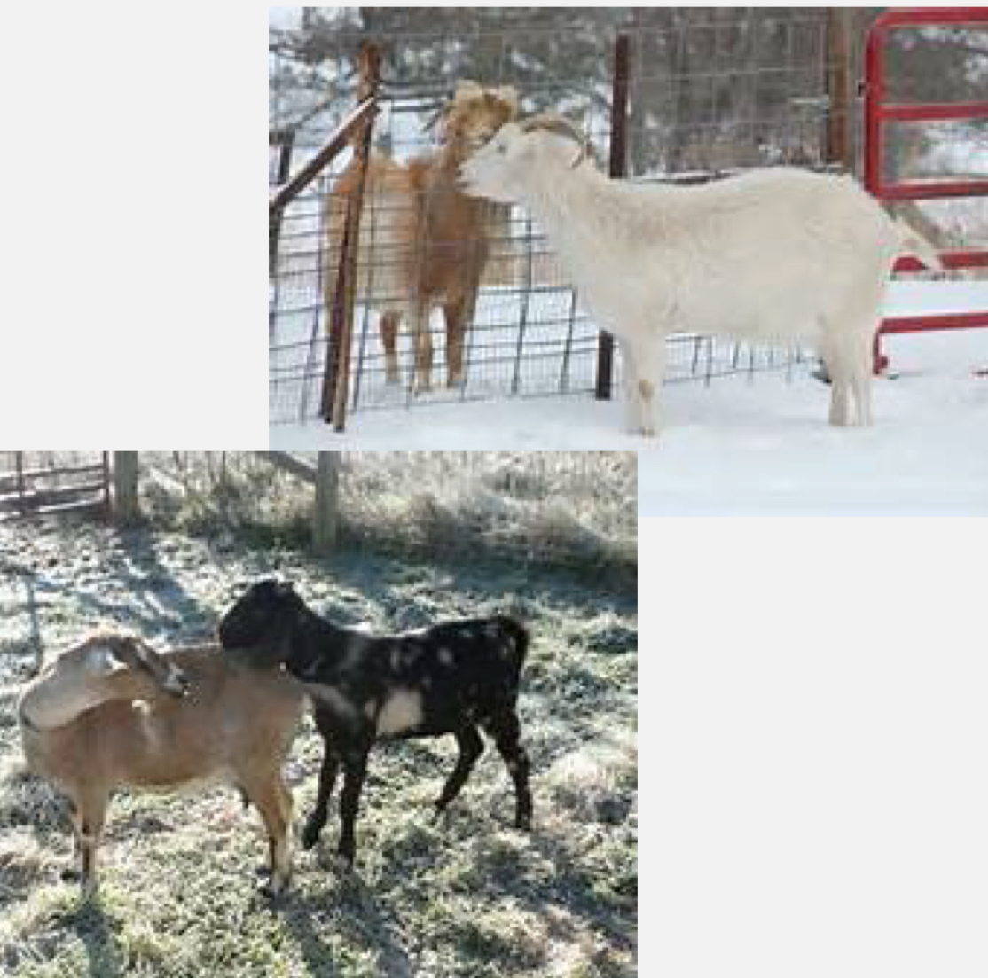 <p><span><span>Tail Wagging (goats)</span></span></p><p><span><span>• Tongue action with others</span></span></p><p><span><span>• “Standing Heat”</span></span></p><p><span><span>• Verbal Interaction</span></span></p><p><span><span>• Discharge</span></span></p><p><span><span>• Mountin</span></span></p>