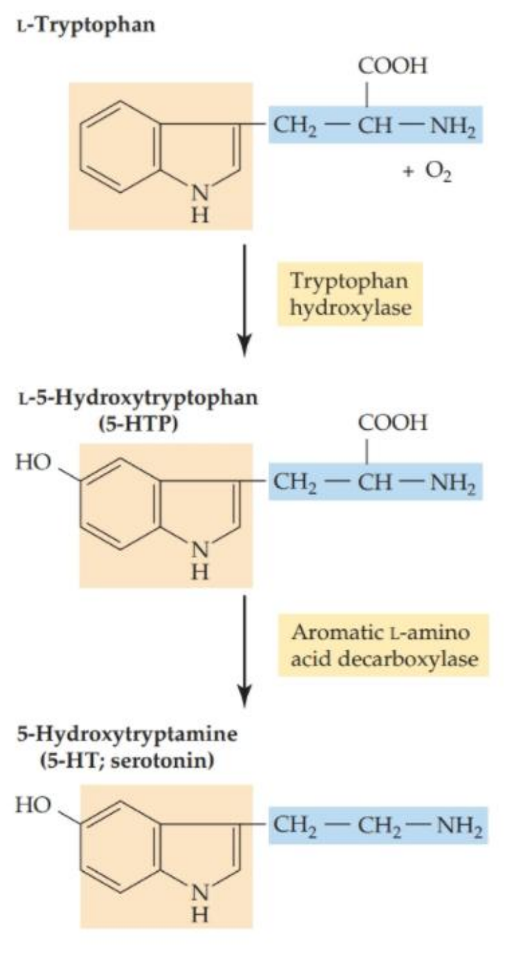 <ul><li><p>Precursor is <strong>tryptophan</strong></p><ul><li><p>Acquired via diet, variation may affect 5HT levels</p></li></ul></li><li><p>Two key enzymes:</p><ul><li><p><strong>tryptophan hydroxylase</strong> (TPH2 in neurons), rate-limiting</p></li><li><p>aromatic L-amino acid decarboxylase (AADC)</p></li></ul></li><li><p>Higher 5-HT synthesis in males is suspected</p></li></ul><div data-type="horizontalRule"><hr></div><ul><li><p>tryptophan usually obtained from diet (so differences in diet may lead to differences in 5-HT; but more tryptophan doesn’t exactly lead to more 5-HT)</p></li><li><p>>1 synthesis enzyme; but there is a rate-limiting enzyme (TPH2)</p></li></ul><p></p>