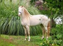 <p>welke kleur </p>