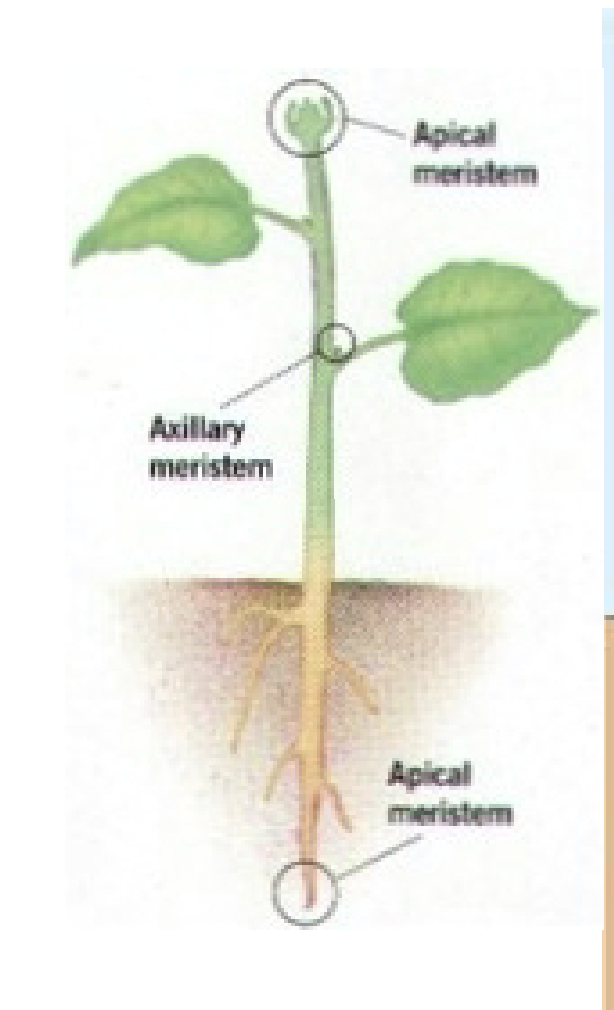 <p>Meristem </p>