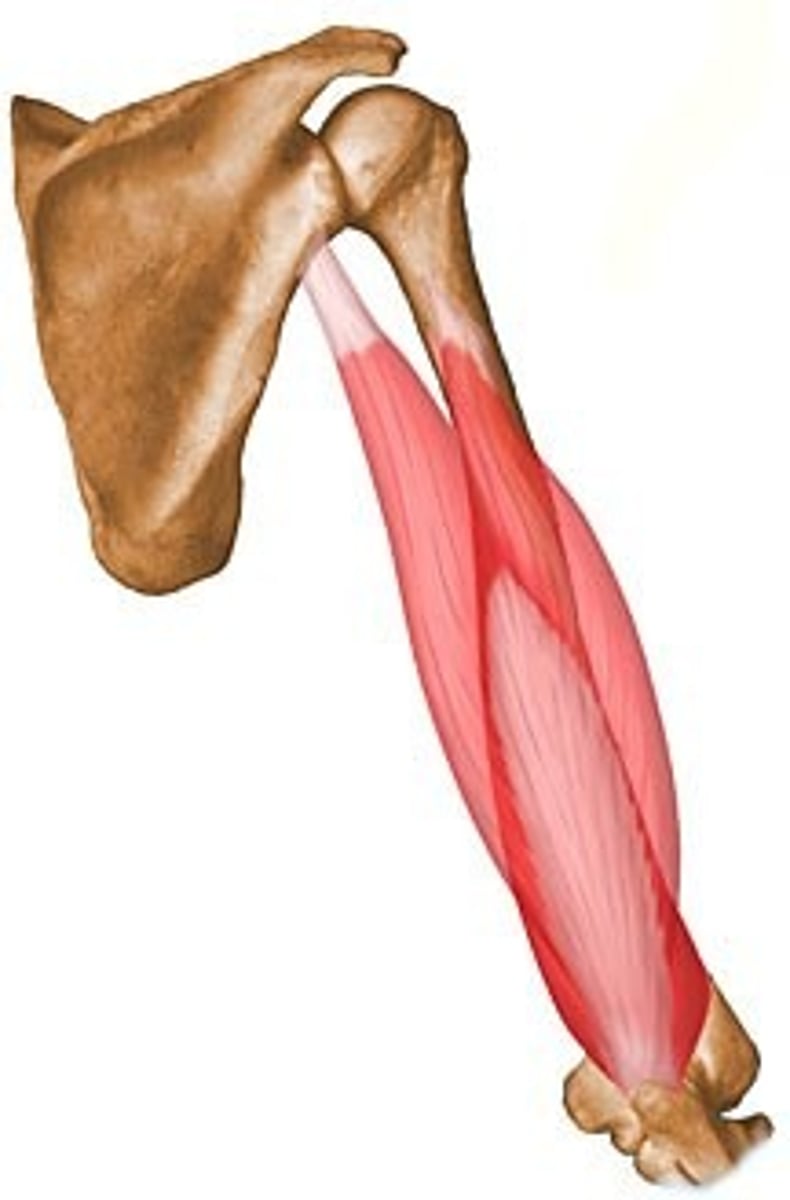<p>Triceps Brachii</p>