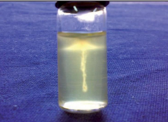 <p>Listeria monocytogenes</p>