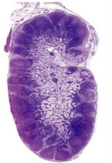 <p>What is this?</p>