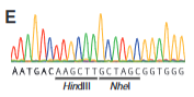<p>explain fig 4E cong</p>