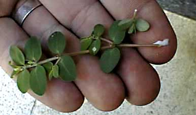 <p>Identify the weed</p>