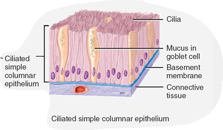 <p>Ciliated simple columnar epithelium</p>
