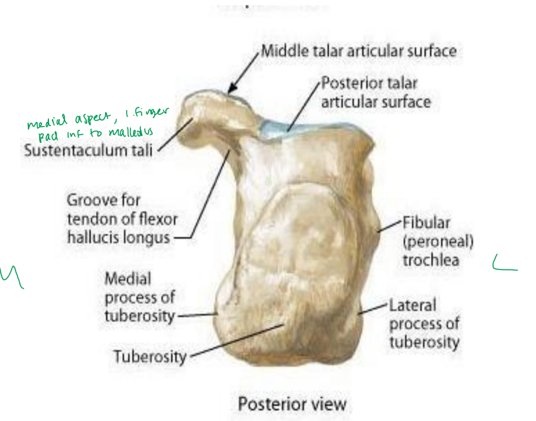 <p>attachment for Achilles tendon</p><ul><li><p>weight-bearing surface</p></li></ul><p></p>