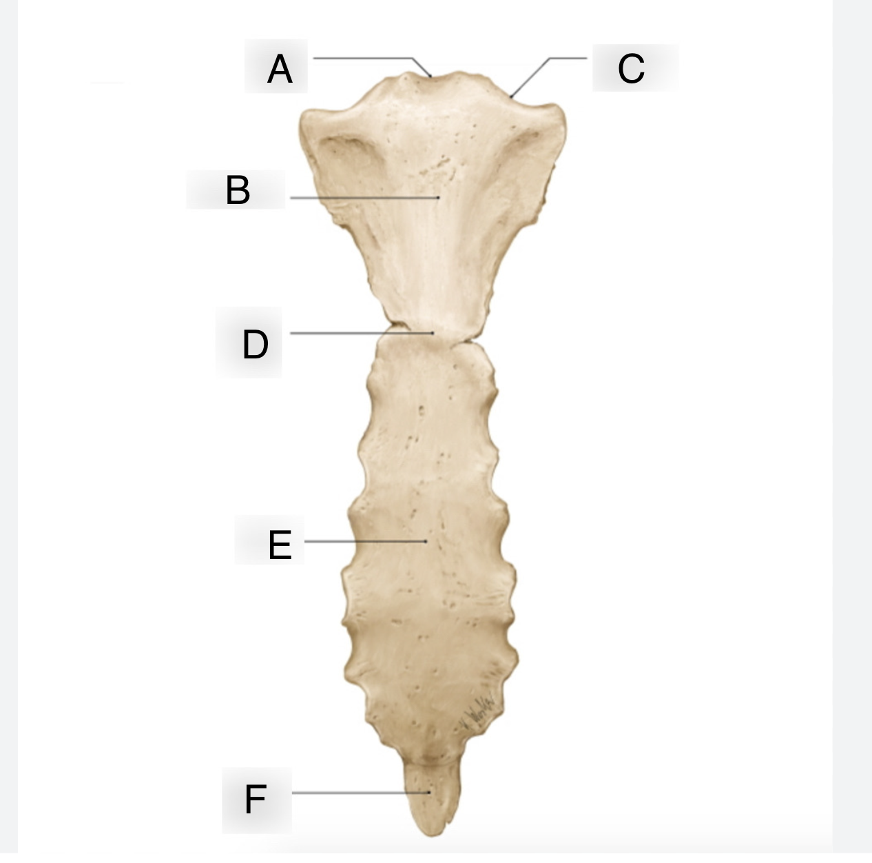 <p>Where is the Clavicular notch?</p>