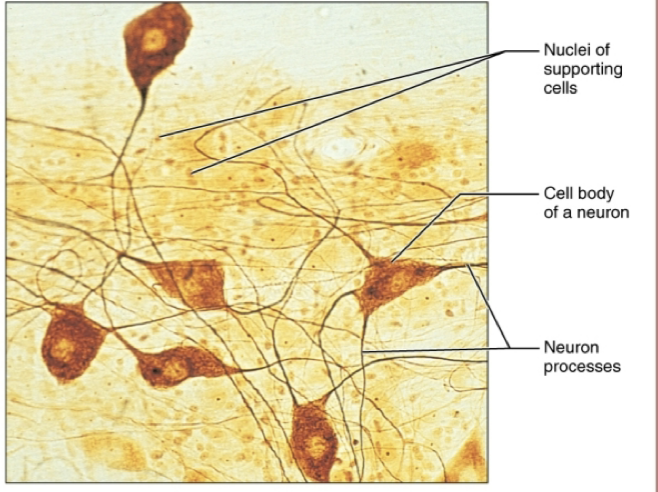 <ul><li><p>location: brain, spinal cord, and nerves</p></li><li><p>function: neurons transmit electrical signals from sensory receptors and to effectors (muscle and glands).</p></li></ul><p></p>