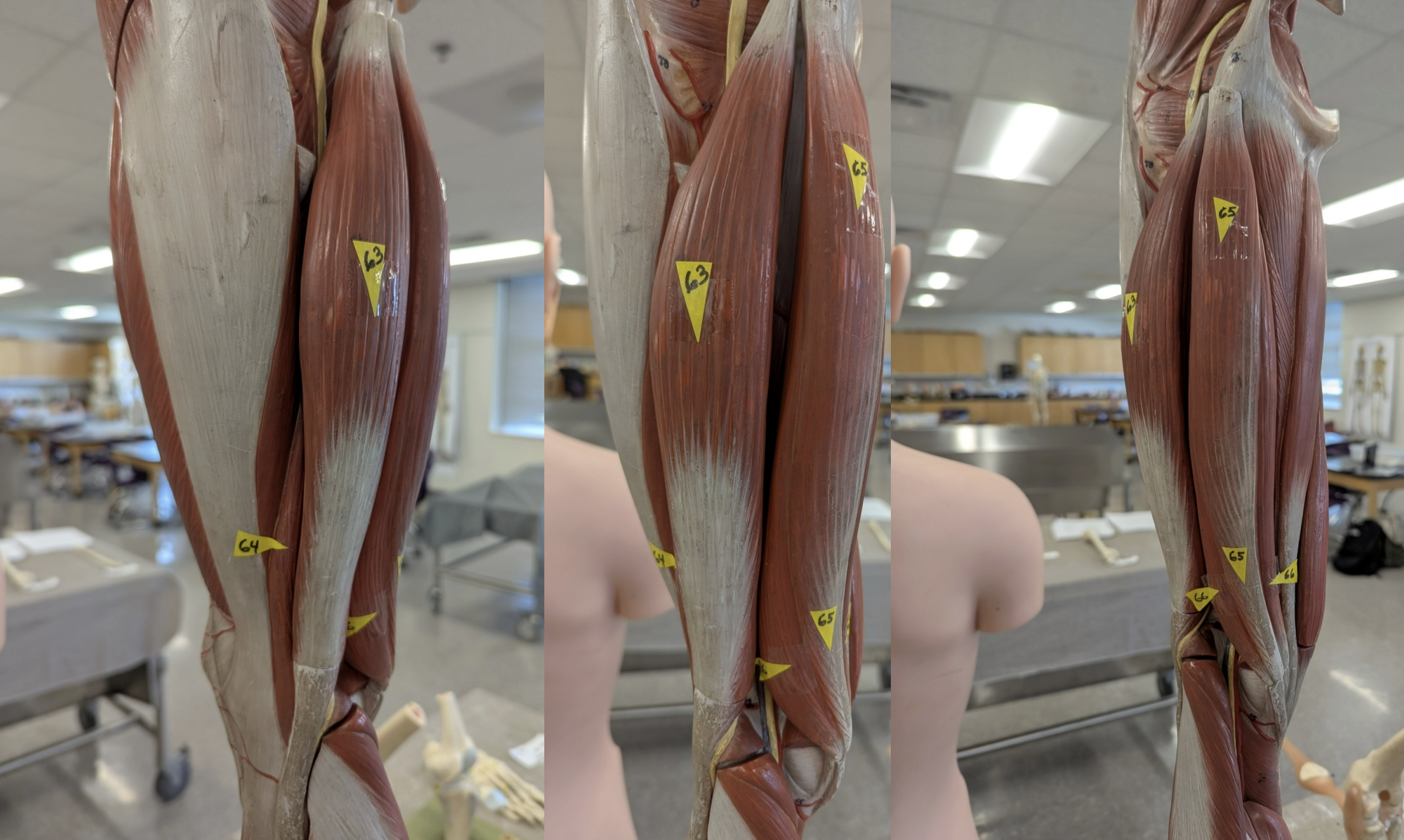 <p>the muscles are labeled 63, 64, 65, 66 Identify which muscle is what </p><p>what is the <strong>insertion for each, common origin and unique origin of<u> bicep femoris short head</u></strong></p>